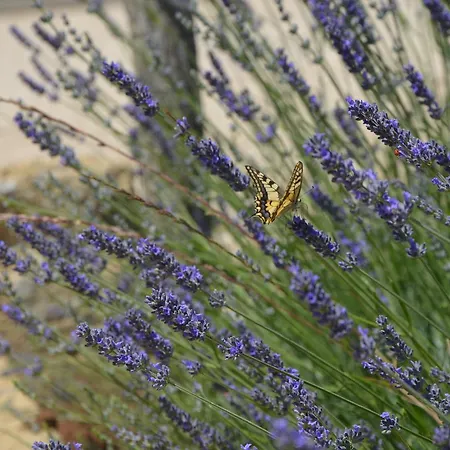 Il Podere Di Marfisa